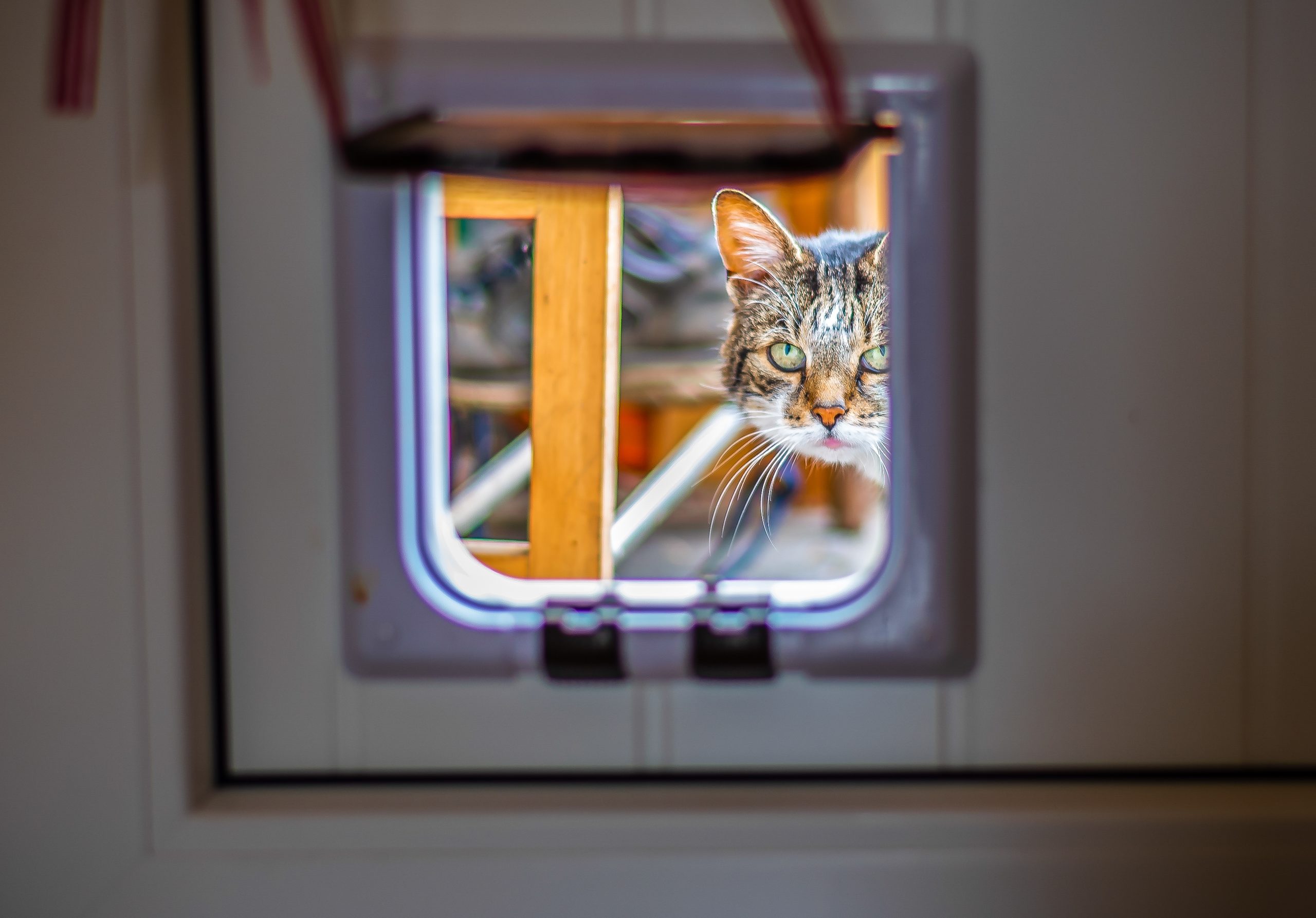 Cat using a cat flap installed in a door